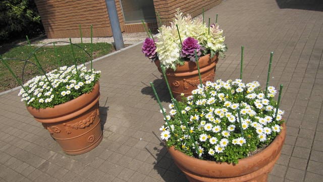 【日本】依依不捨倒數計時,新宿御苑&華航