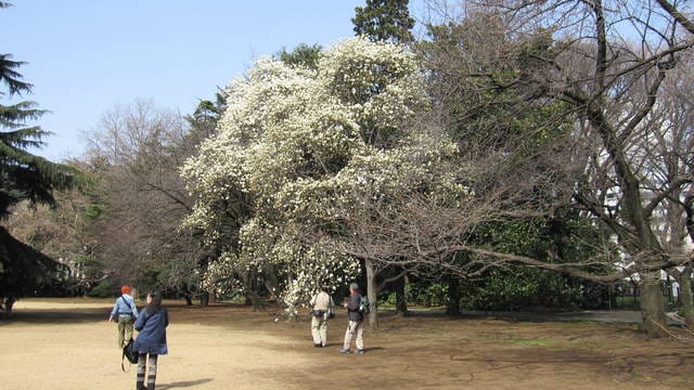 【日本】依依不捨倒數計時,新宿御苑&華航