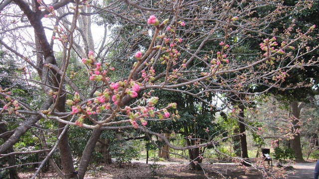 【日本】依依不捨倒數計時,新宿御苑&華航