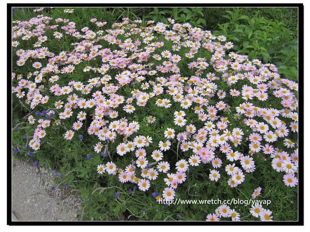 【台北】充滿各國園藝栽培跟造景藝術的花博「美術公園區」(上)
