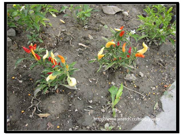 【台北】以大片花海作出地景藝術景觀的花博「圓山公園區」 - 第53張圖 【台北】以大片花海作出地景藝術景觀的花博「圓山公園區」