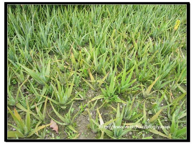 【台北】以大片花海作出地景藝術景觀的花博「圓山公園區」 - 第55張圖 【台北】以大片花海作出地景藝術景觀的花博「圓山公園區」