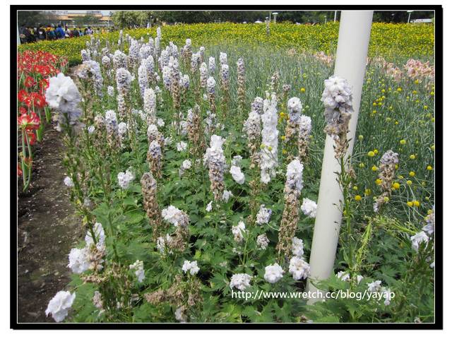【台北】以大片花海作出地景藝術景觀的花博「圓山公園區」 - 第25張圖 【台北】以大片花海作出地景藝術景觀的花博「圓山公園區」