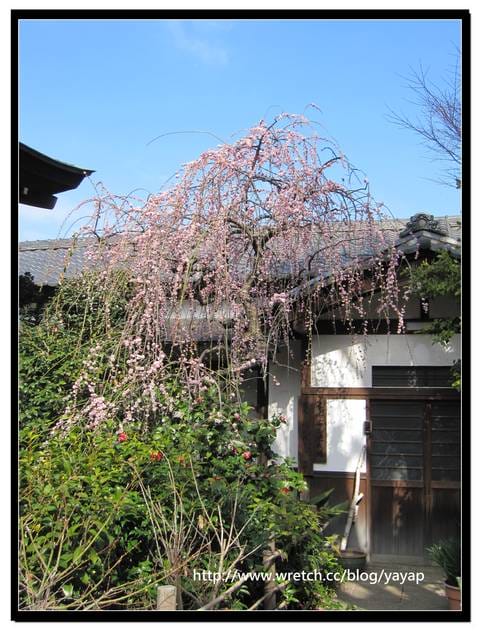【日本】喔嗨早春的上野恩賜公園,我來囉! - 第56張圖 【日本】喔嗨早春的上野恩賜公園,我來囉!