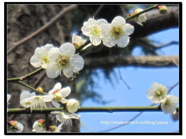 【日本】喔嗨早春的上野恩賜公園,我來囉! - 第51張圖 【日本】喔嗨早春的上野恩賜公園,我來囉!