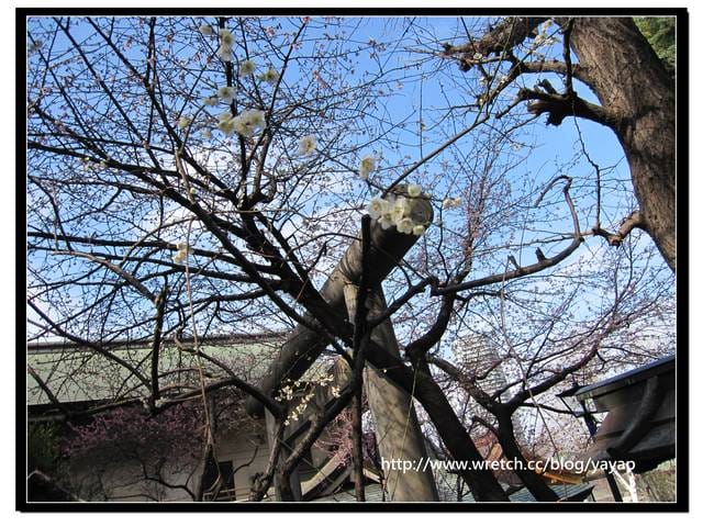 【日本】喔嗨早春的上野恩賜公園,我來囉! - 第50張圖 【日本】喔嗨早春的上野恩賜公園,我來囉!
