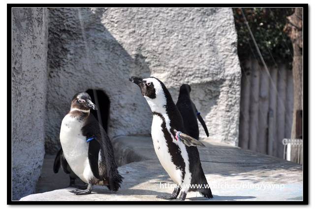 【日本】唷呼!My lovely上野動物園(上) - 第71張圖 【日本】唷呼!My lovely上野動物園(上)
