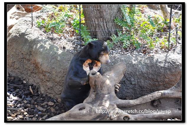 【日本】唷呼!My lovely上野動物園(上) - 第40張圖 【日本】唷呼!My lovely上野動物園(上)
