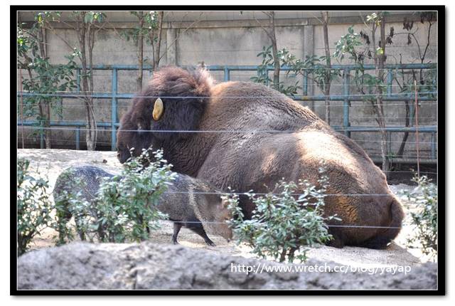 【日本】唷呼!My lovely上野動物園(上) - 第48張圖 【日本】唷呼!My lovely上野動物園(上)