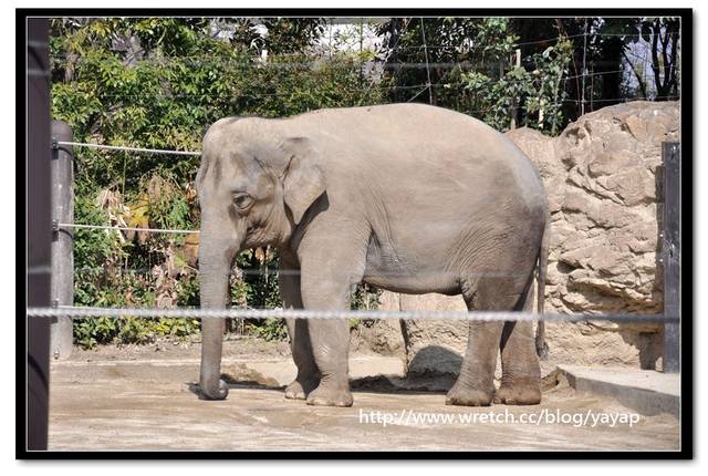 【日本】唷呼!My lovely上野動物園(上) - 第37張圖 【日本】唷呼!My lovely上野動物園(上)