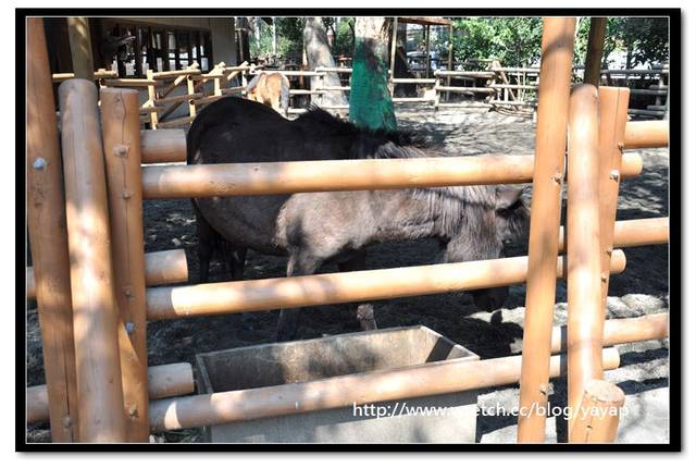 【日本】唷呼!My lovely上野動物園(上) - 第82張圖 【日本】唷呼!My lovely上野動物園(上)