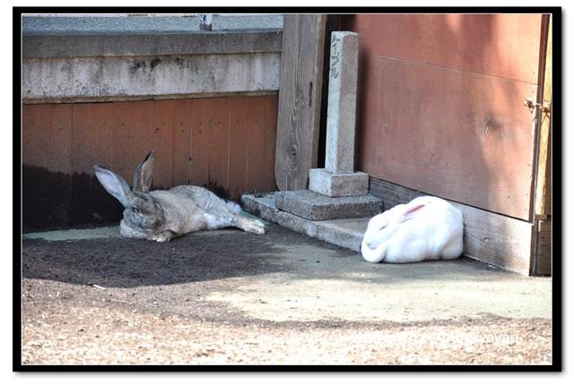 【日本】唷呼!My lovely上野動物園(上) - 第86張圖 【日本】唷呼!My lovely上野動物園(上)