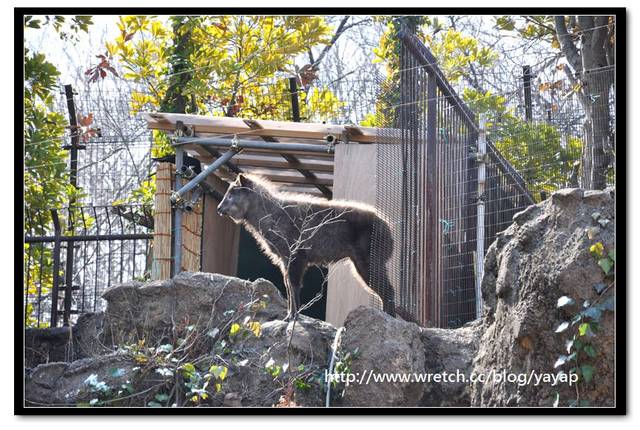 【日本】唷呼!My lovely上野動物園(上) - 第32張圖 【日本】唷呼!My lovely上野動物園(上)