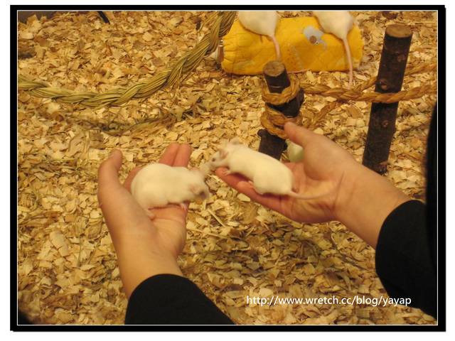 【日本】唷呼!My lovely上野動物園(上) - 第79張圖 【日本】唷呼!My lovely上野動物園(上)