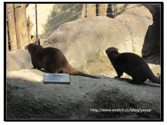 【日本】唷呼!My lovely上野動物園(上) - 第42張圖 【日本】唷呼!My lovely上野動物園(上)