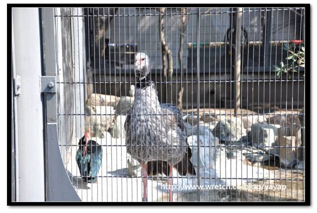 【日本】唷呼!My lovely上野動物園(下)