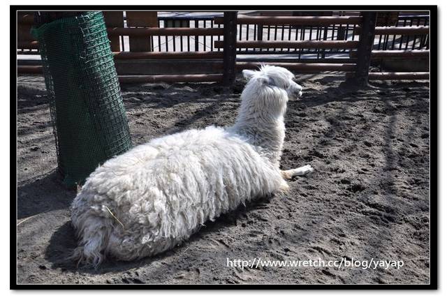 【日本】唷呼!My lovely上野動物園(下)