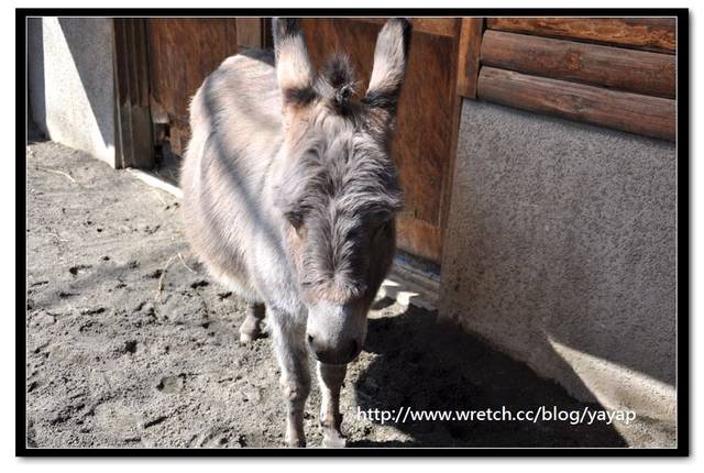 【日本】唷呼!My lovely上野動物園(下)