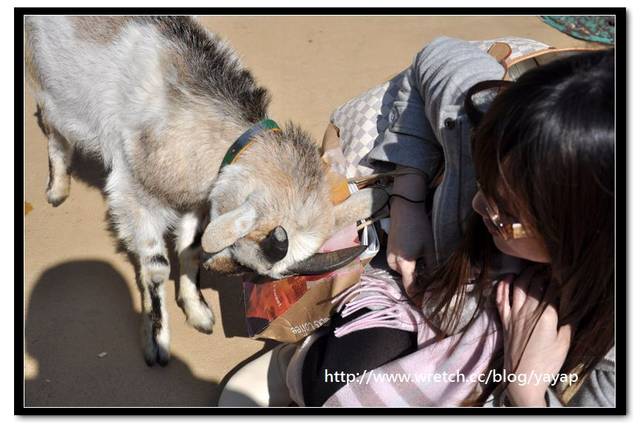 【日本】唷呼!My lovely上野動物園(下)