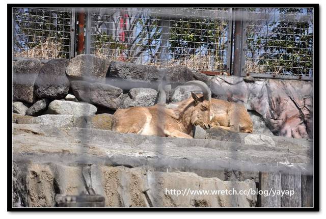 【日本】唷呼!My lovely上野動物園(下)