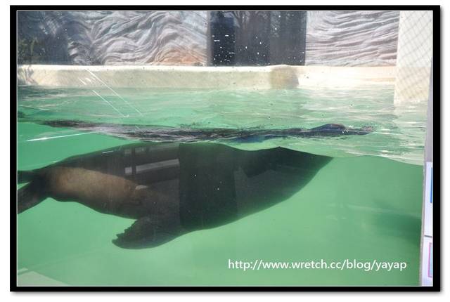 【日本】唷呼!My lovely上野動物園(下)