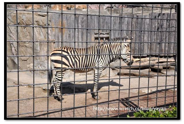 【日本】唷呼!My lovely上野動物園(下)