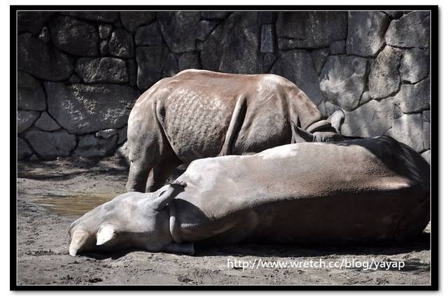【日本】唷呼!My lovely上野動物園(下)