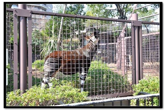 【日本】唷呼!My lovely上野動物園(下)