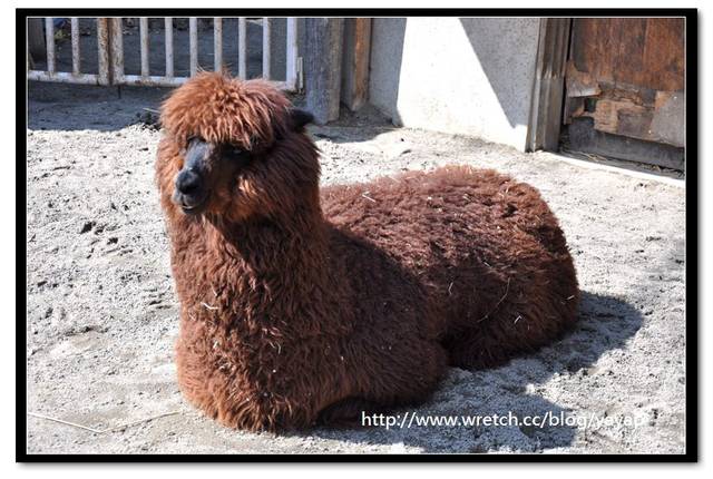 【日本】唷呼!My lovely上野動物園(下)