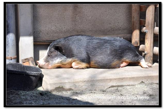 【日本】唷呼!My lovely上野動物園(下)