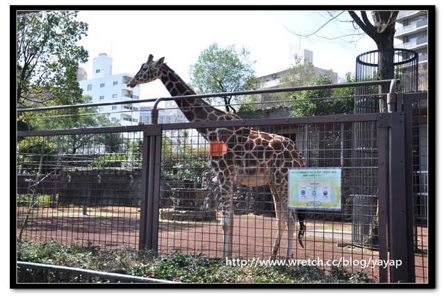 【日本】唷呼!My lovely上野動物園(下)