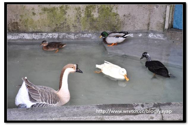 【日本】唷呼!My lovely上野動物園(下)