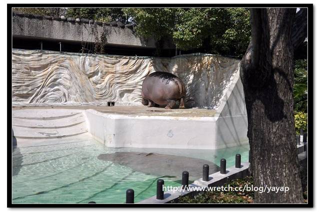 【日本】唷呼!My lovely上野動物園(下)