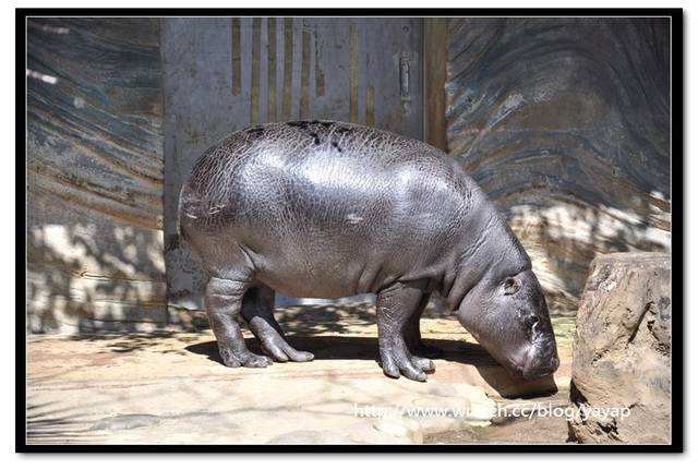 【日本】唷呼!My lovely上野動物園(下)