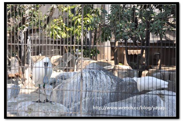 【日本】唷呼!My lovely上野動物園(下)