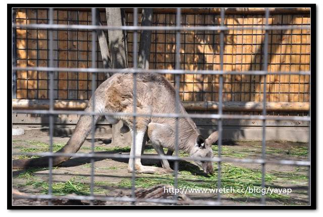 【日本】唷呼!My lovely上野動物園(下)