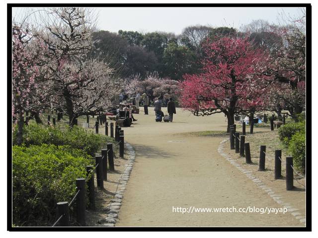 【日本】在大阪城公園與漫天花海的邂逅