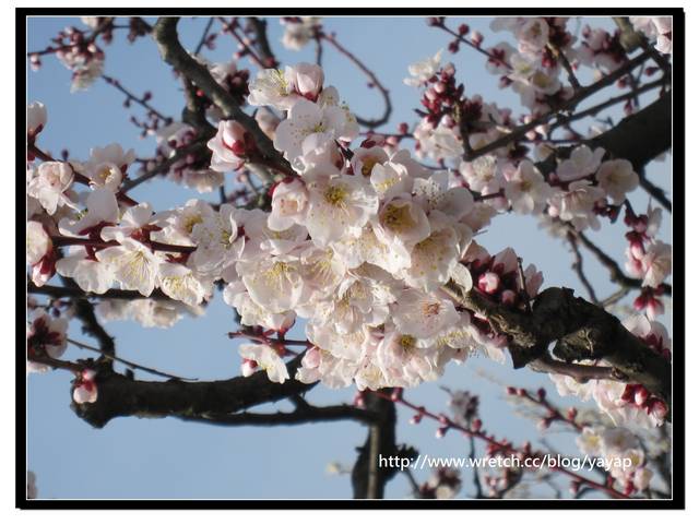 【日本】在大阪城公園與漫天花海的邂逅