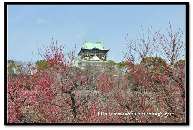 【日本】在大阪城公園與漫天花海的邂逅