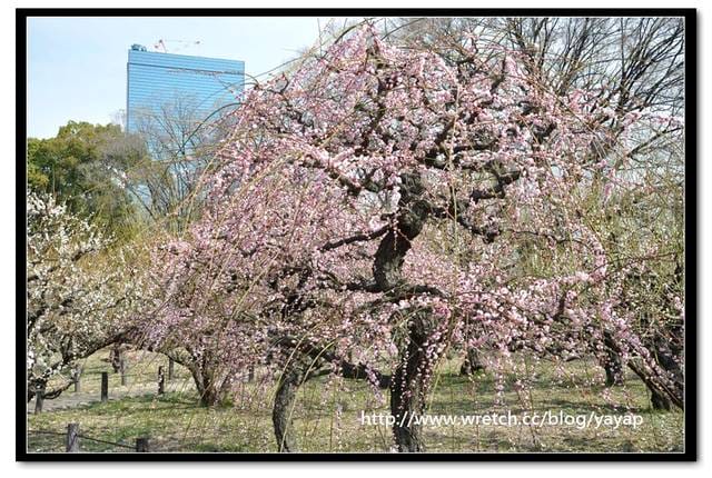 【日本】在大阪城公園與漫天花海的邂逅