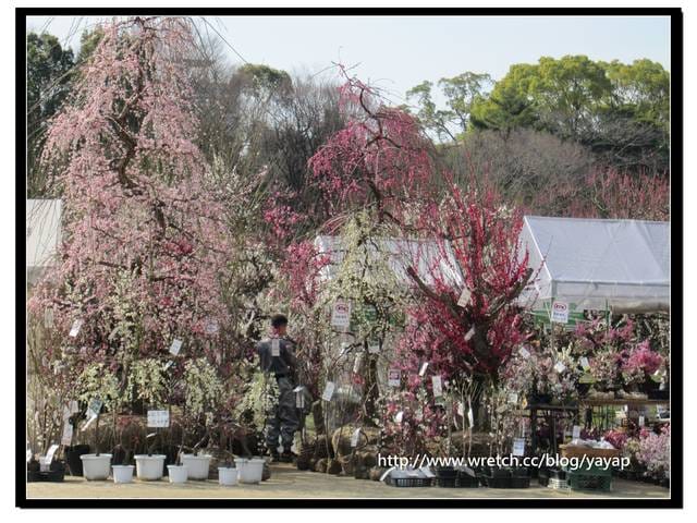 【日本】在大阪城公園與漫天花海的邂逅