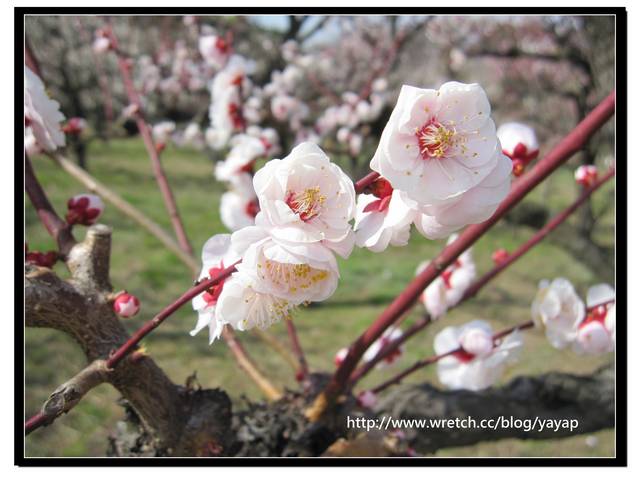 【日本】在大阪城公園與漫天花海的邂逅
