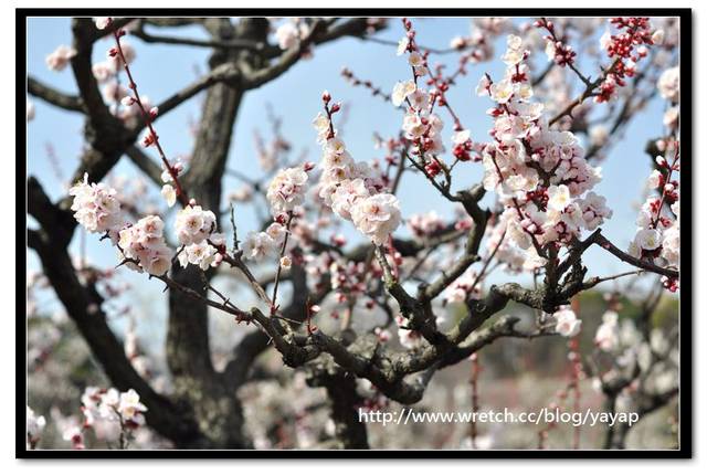 【日本】在大阪城公園與漫天花海的邂逅