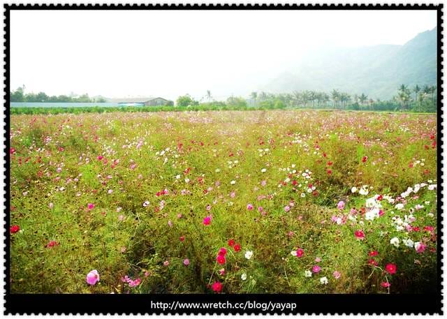 高雄景點篇。前進美濃遇見的美好-二寥、中正湖、波斯菊、旗山老街。 - 第13張圖 高雄景點篇。前進美濃遇見的美好-二寥、中正湖、波斯菊、旗山老街。