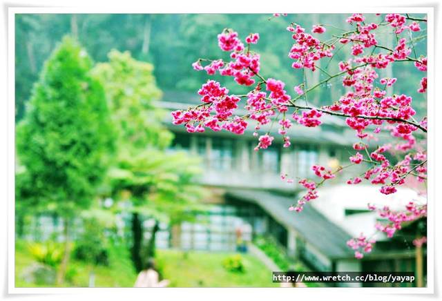 【南投】鹿谷溪頭內湖國小,絕妙的日式木造獨特景點 - 第26張圖 【南投】鹿谷溪頭內湖國小,絕妙的日式木造獨特景點