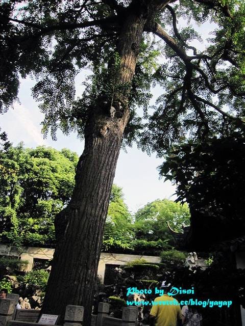【上海】有吃有逛好美膩,江南古典園林風格之豫園商城 - 第30張圖 【上海】有吃有逛好美膩,江南古典園林風格之豫園商城