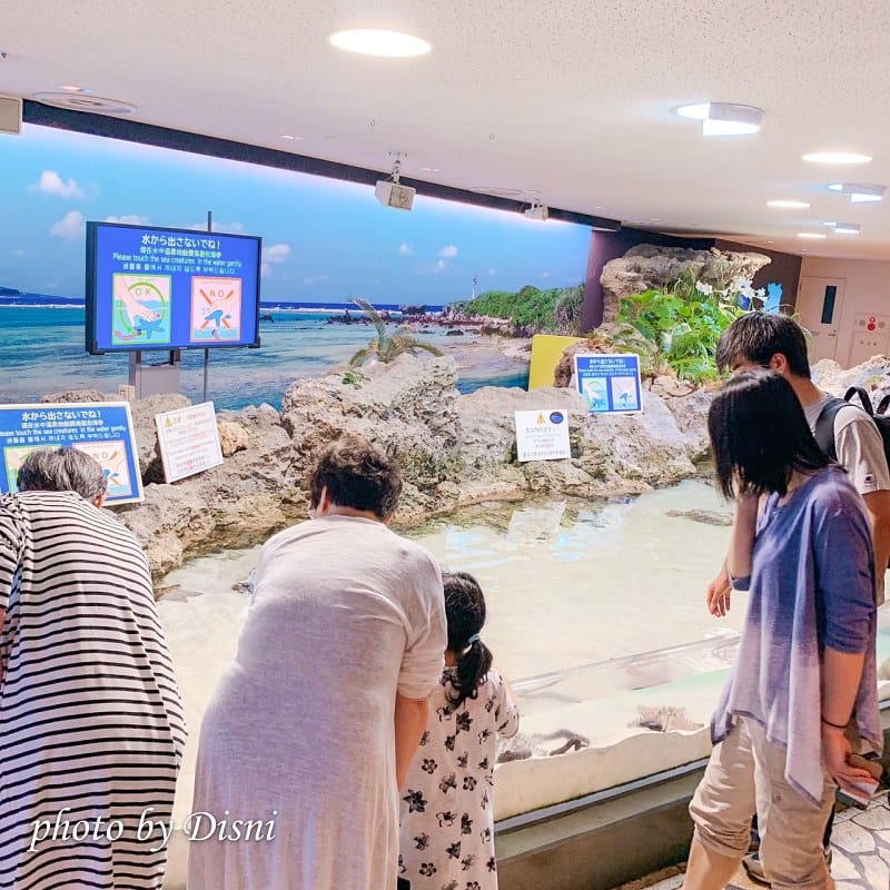 【日本遊記】一打一沖繩親子自由行Day2絕不能錯過的行程,沖繩美麗海水族館 - 第12張圖 1-2 S__189759500