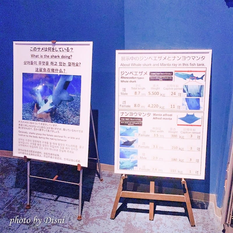 【日本遊記】一打一沖繩親子自由行Day2絕不能錯過的行程,沖繩美麗海水族館 - 第26張圖 3-1 S__189759514
