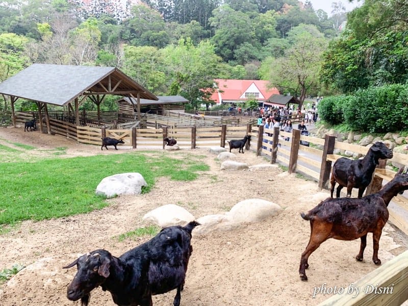 【苗栗親子景點】飛牛牧場戶外踏青野餐好去處,園地很大且各種體驗活動很有趣 - 第20張圖 1-5 S__197287955