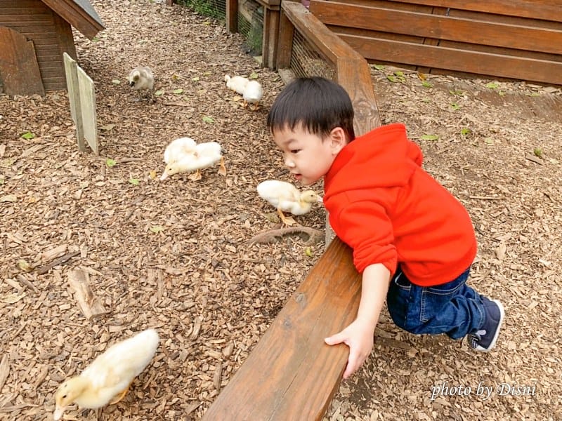 【苗栗親子景點】飛牛牧場戶外踏青野餐好去處,園地很大且各種體驗活動很有趣 - 第30張圖 2-2 S__197287964